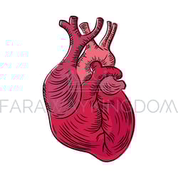 heart anatomic structure medicine education diagram vector
