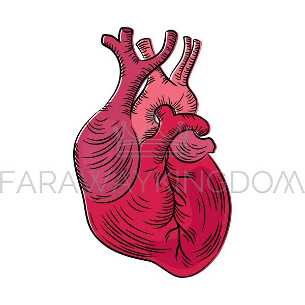 HEART ANATOMIC [site].jpg