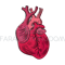 HEART ANATOMIC [site].png