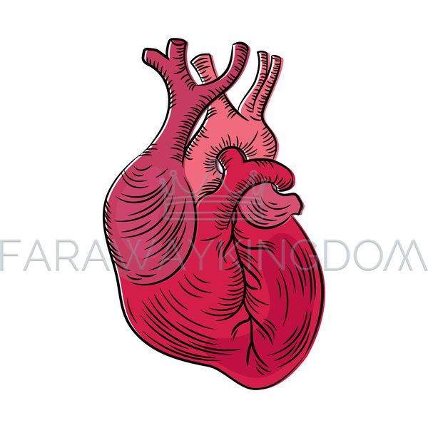 HEART ANATOMIC [site].png