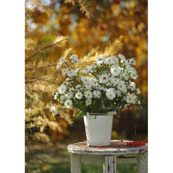 photography with a bouquet of white asters