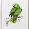 green-parrot-in-frame.jpg