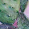 Cactus-close-up.jpg