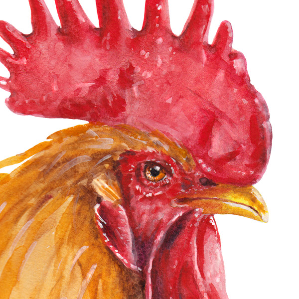 golden-chicken-watercolor-art.jpg