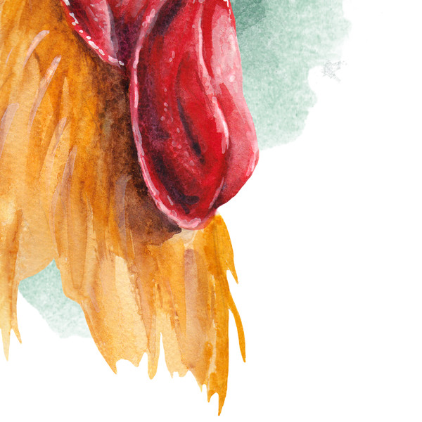 watercolor-rooster-on-a-green-blackground.jpg