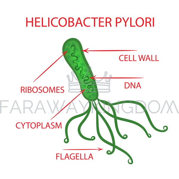 HELICOBACTER BACTERIA [site].png