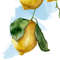 closeup-lemons.jpg