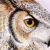 close-up-owl-print.jpg