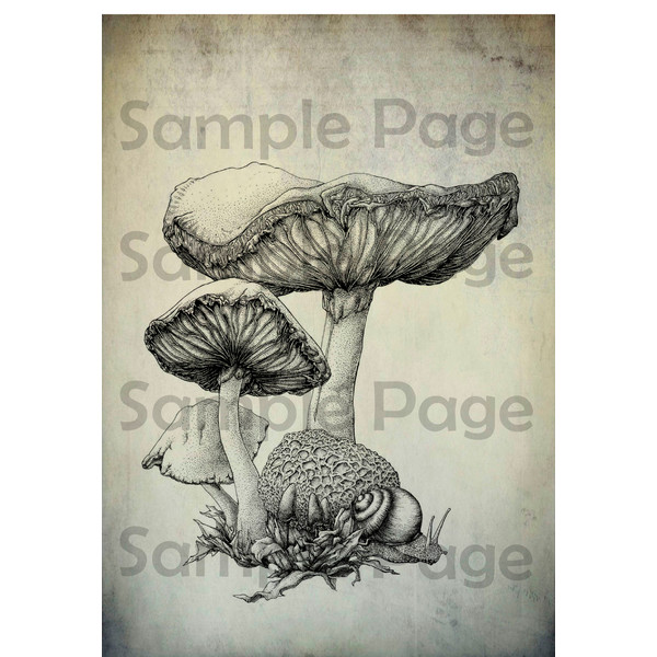 Grimoire Mushrooms3.jpg