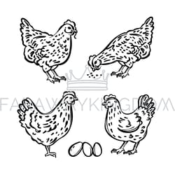 hen chick sketches and eggs monochrome vector illustration