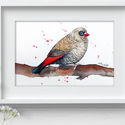 Fire-tailed amadina original birds watercolor, bird painting bird watercolor art by Anne Gorywine