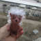 Tiny cute hedgehog toy amigurumi knitting pattern10.jpeg