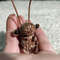 Cockroach toy brooch insect knitting pattern19.jpg