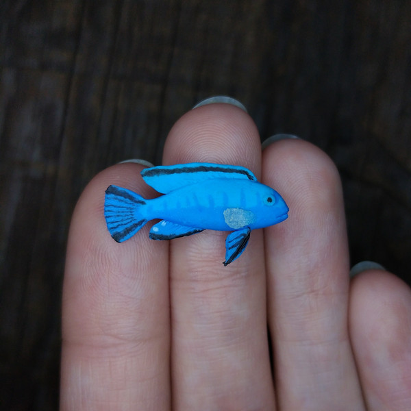 miniature-blue-cichlid-2.jpg