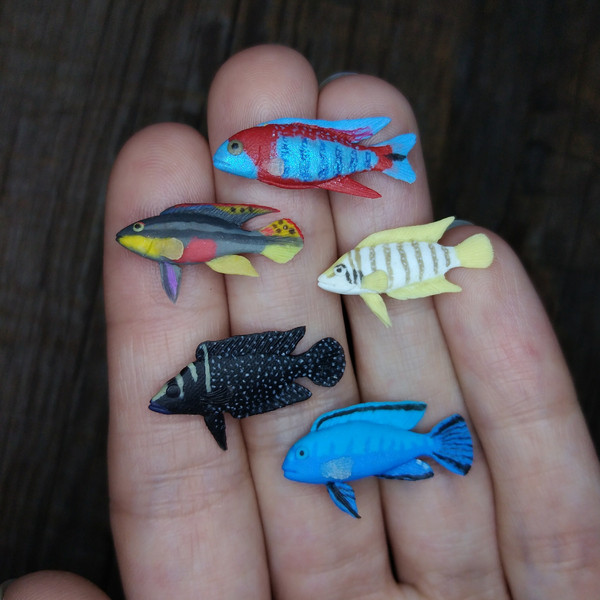 miniature-cichlids-fish-2.jpg