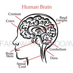 human brain outline medical school monochrome illustration