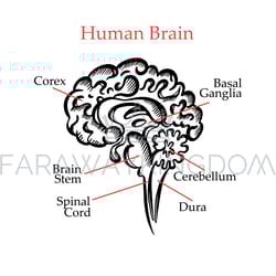 human brain outline monochrome medical education vector