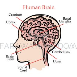human brain scheme medical education vector illustration