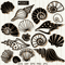 sea shells clipart .jpg