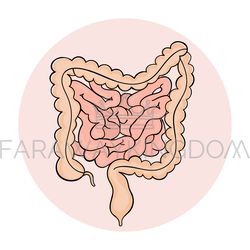 intestines medicine scheme anatomy handdraw vector illustration