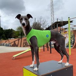 cool running shirt for dogs of the whippet breed.