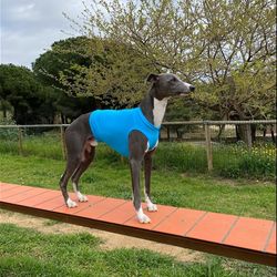 Comfortable running shirt for dogs of the Whippet breed.