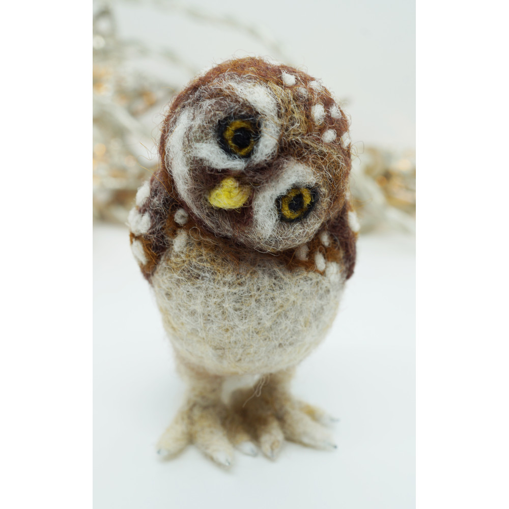 stupid-owl-funny-owl