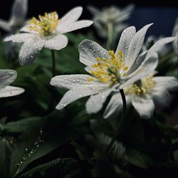 a digital photo fragile tenderness of nature