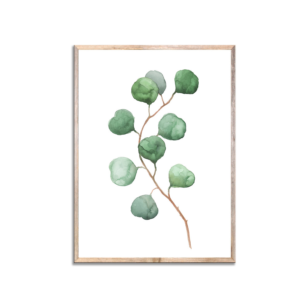 эвкалипт заглав.jpg