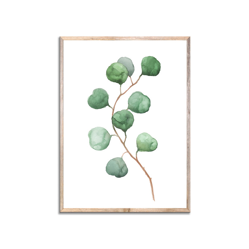 эвкалипт заглав.jpg