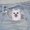 Animal brooch Custom pet portrait needle felted Samoyed Dog (7).JPG