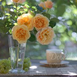 Romantic still life photo with yellow roses in glass, flower digital photography, roses downloadable poster
