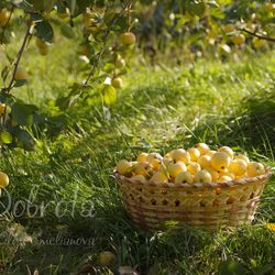 Basket of apples picture, fruit still life photography, yellow apples printable photo, nature digital photography
