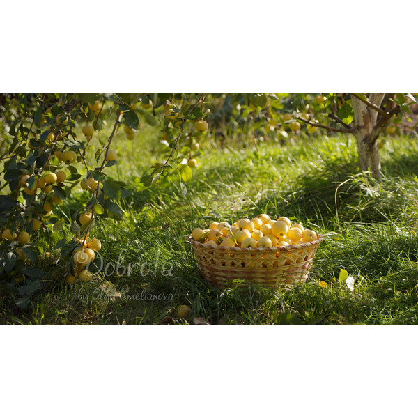 photo of yellow apples in a basket