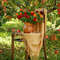 photo red zinnias bouquet in apple garden