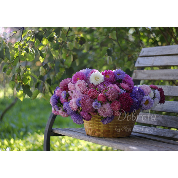 photography with basket full of colorful asters