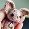 Dog knitting pattern, cute puppy, chihuahua pattern, cute toy, knitted brooch or keychail, tutorial, doll accessopies 2.jpg