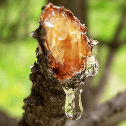 Pure Cedar Resin - 50g of Natural Healing Power!