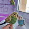 Budgie knitting pattern, budgerigar pattern, realistic toy parrot, knitted bird, amigurumi pattern, parakeet tutorial 9.jpg