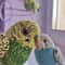 Budgie knitting pattern, budgerigar pattern, realistic toy parrot, knitted bird, amigurumi pattern, parakeet tutorial 10.jpg