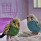 Budgie knitting pattern, budgerigar pattern, realistic toy parrot, knitted bird, amigurumi pattern, parakeet tutorial 11.jpg