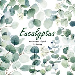 watercolor eucalyptus clipart, floral png.