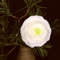 Floral-arrangement-with-white-ranunculus-flower-and-pine-branch-in-vase  (1).jpg