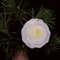 white-ranunculus-flower-and-pine-branch-in-vase .JPG