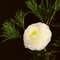 Floral-arrangement-with-white-ranunculus-flower-and-pine-branch-in-vase  (3).jpg