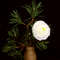 Floral-arrangement-with-white-ranunculus-flower-and-pine-branch-in-vase  (5).jpg