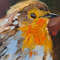 robin-painting-oil3.jpg