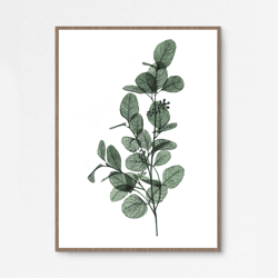 Watercolor print EUCALYPTUS, transparent plant illustration (DIGITAL)