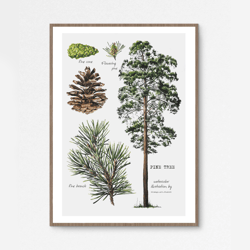Vintage Botanical Illustration, Tree Botanical Art, Forest Botanical Print (DIGITAL)