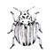 Colorado beetle insect, black and white graphics (1).png
